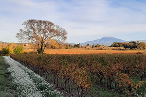 Le Clos des Chênes