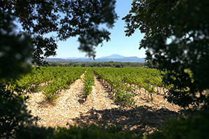 Le Clos des Chênes