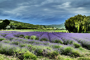 Le Clos des Chênes