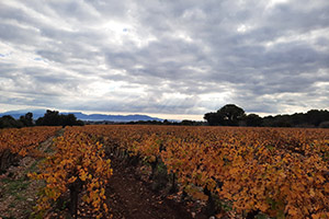 Le Clos des Chênes